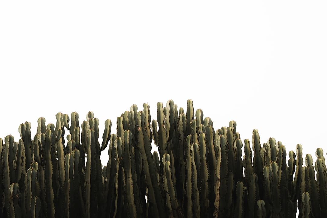马克龙：欧洲已预备好向乌克兰供给安全保证